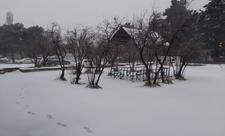 Sabah şaxta olacaq