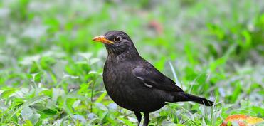 “İndi ölkəmizdə ov quşları demək olar yox dərəcəsindədir”