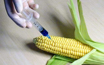 GMO məhsulları ilə bağlı potensial risk faktorları