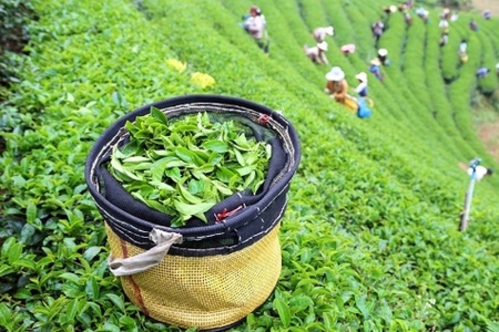 On bir ayda Azərbaycana 12,5 min ton çay idxal edilib