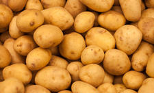 Azərbaycanda kartof istehsalında problemlər: “Texniki kartof” iddiaları və real mənzərə - ARAŞDIRMA