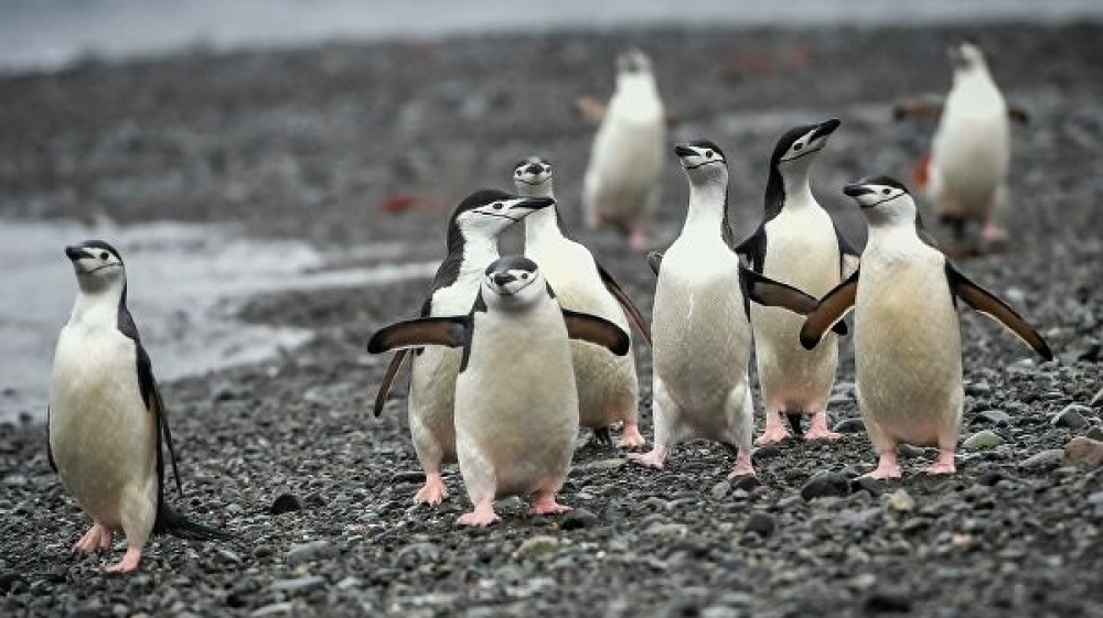Antarktidada iqlim dəyişikliyi səbəbindən pinqvinlərin tezliklə yoxa çıxacağı proqnozlaşdırılır
