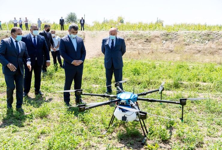 Ağcabədidə qarğıdalı sahəsi müasir dronlarla dərmanlanıb - FOTO