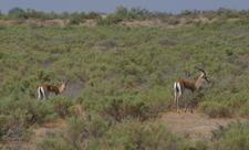 İşğaldan azad edilən ərazilərdəki qoruq və yasaqlıqlar bərpa ediləcək - FOTO