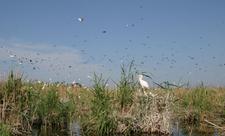 İşğaldan azad edilən ərazilərdəki qoruq və yasaqlıqlar bərpa ediləcək - FOTO