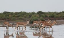 İşğaldan azad edilən ərazilərdəki qoruq və yasaqlıqlar bərpa ediləcək - FOTO