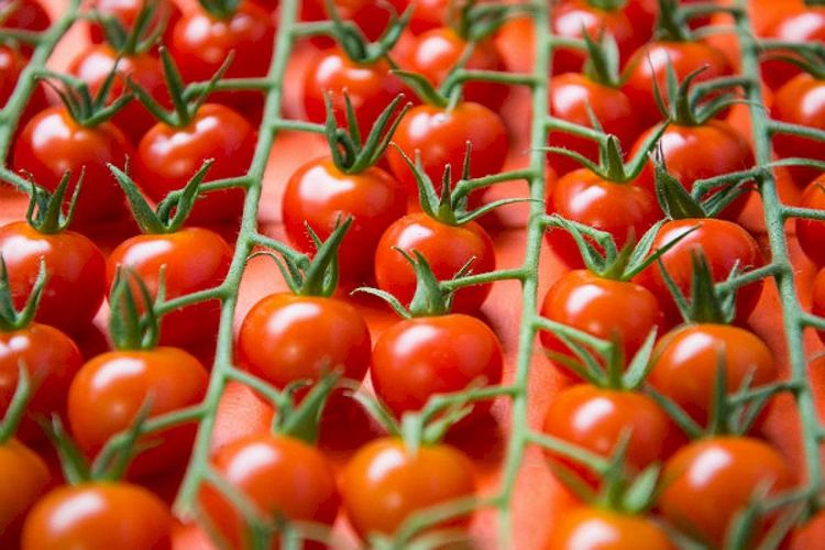 Rusiya 50 ton Azərbaycan pomidorunu geri qaytarıb