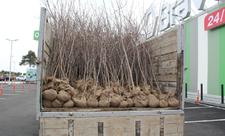 “Yaşıl Marafon” çərçivəsində Şəmkirdə ağac tingləri paylanılıb - FOTO