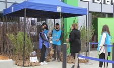 “Yaşıl Marafon” çərçivəsində Şəmkirdə ağac tingləri paylanılıb - FOTO