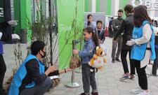 “Yaşıl Marafon” çərçivəsində Şəmkirdə ağac tingləri paylanılıb - FOTO