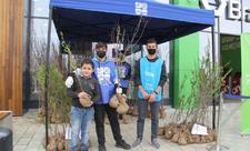 “Yaşıl Marafon” çərçivəsində Şəmkirdə ağac tingləri paylanılıb - FOTO