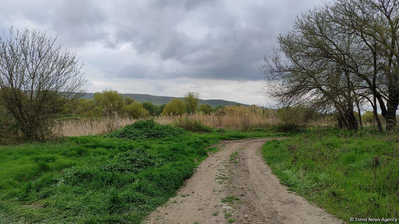 İşğaldan azad olunan ərazilərə ceyranlar buraxılacaq
