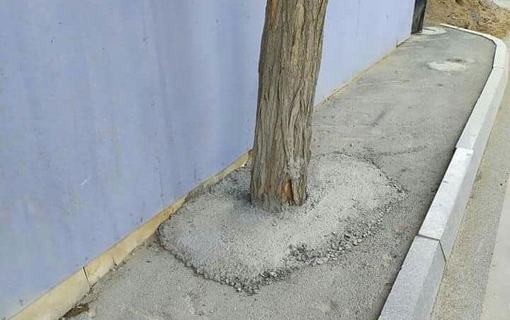 Bakıda bəzən ağacların dibi betonlanır - İdarə rəisi