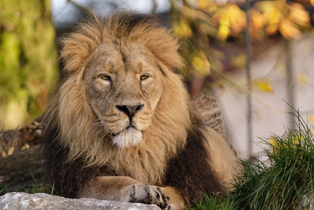 İranda şir zooparkın əməkdaşını öldürüb