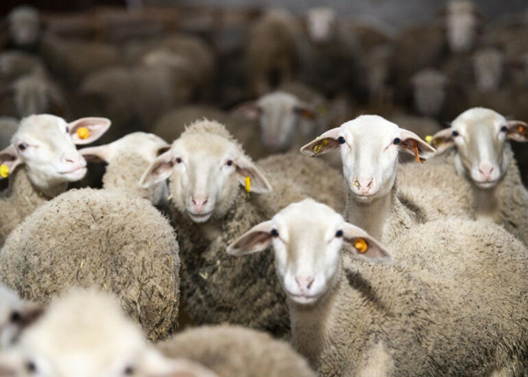Qurban bayramı mənəvi birlik rəmzidir