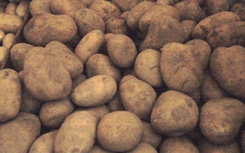 İdxal olunan kartof məhsulunda zərərvericilər aşkarlanıb