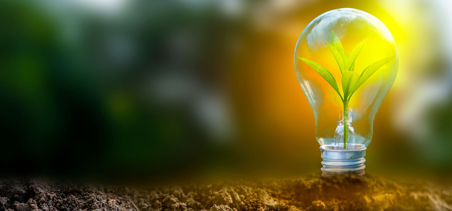 Azərbaycan özünün beynəlxalq "yaşıl" enerji qovşağına çevrilməsi üzrə proqramları inkişaf etdirir