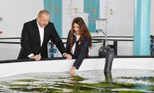 Neftçalanın Yenikənd kəndində “Azerbaijan Fish Farm” MMC-nin Nərə Damazlıq Təsərrüfatında yaradılan şəraitlə tanışlıq - YENİLƏNİB