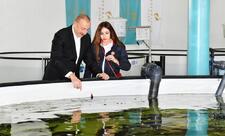 Neftçalanın Yenikənd kəndində “Azerbaijan Fish Farm” MMC-nin Nərə Damazlıq Təsərrüfatında yaradılan şəraitlə tanışlıq - YENİLƏNİB