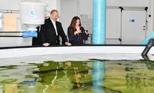 Neftçalanın Yenikənd kəndində “Azerbaijan Fish Farm” MMC-nin Nərə Damazlıq Təsərrüfatında yaradılan şəraitlə tanışlıq - YENİLƏNİB