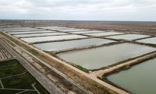 Neftçalanın Yenikənd kəndində “Azerbaijan Fish Farm” MMC-nin Nərə Damazlıq Təsərrüfatında yaradılan şəraitlə tanışlıq - YENİLƏNİB