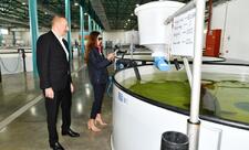 Neftçalanın Yenikənd kəndində “Azerbaijan Fish Farm” MMC-nin Nərə Damazlıq Təsərrüfatında yaradılan şəraitlə tanışlıq - YENİLƏNİB