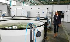 Neftçalanın Yenikənd kəndində “Azerbaijan Fish Farm” MMC-nin Nərə Damazlıq Təsərrüfatında yaradılan şəraitlə tanışlıq - YENİLƏNİB