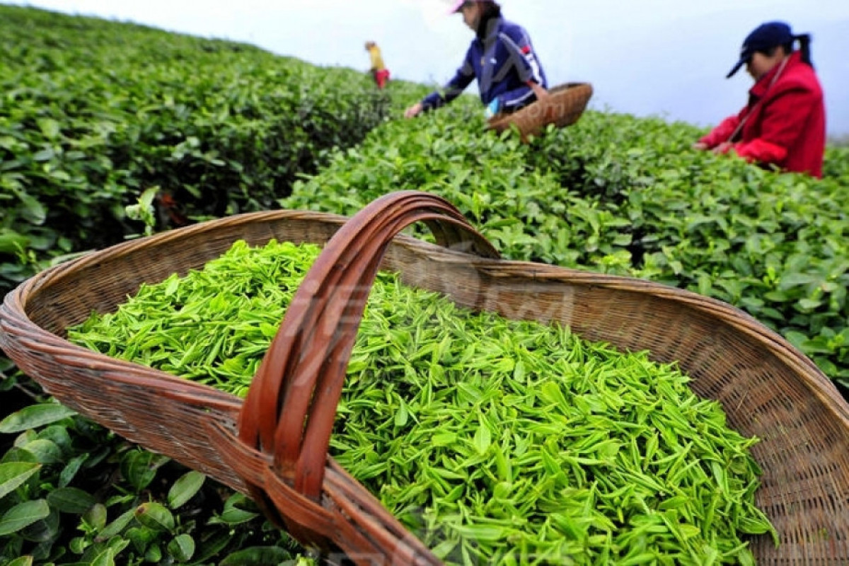 Azərbaycan çayının ixrac qiyməti 43% artıb