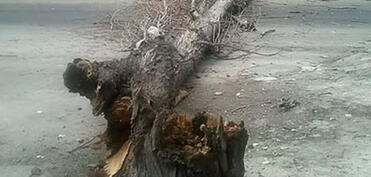 Qaxda güclü külək ağacları aşırıb, yollar bağlanıb