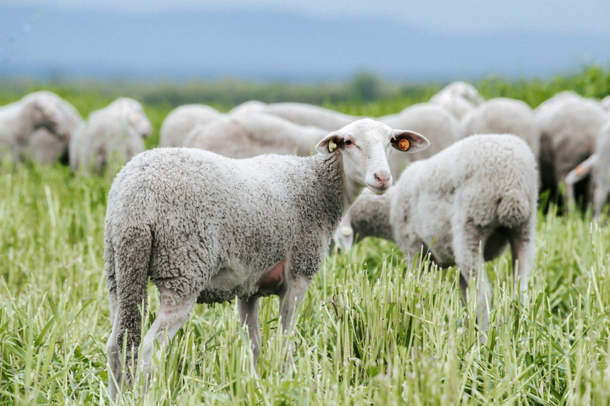 Qurban bayramı günlərində heyvanların satışı və kəsimi xidmətləri göstəriləcək yerlər açıqlanıb