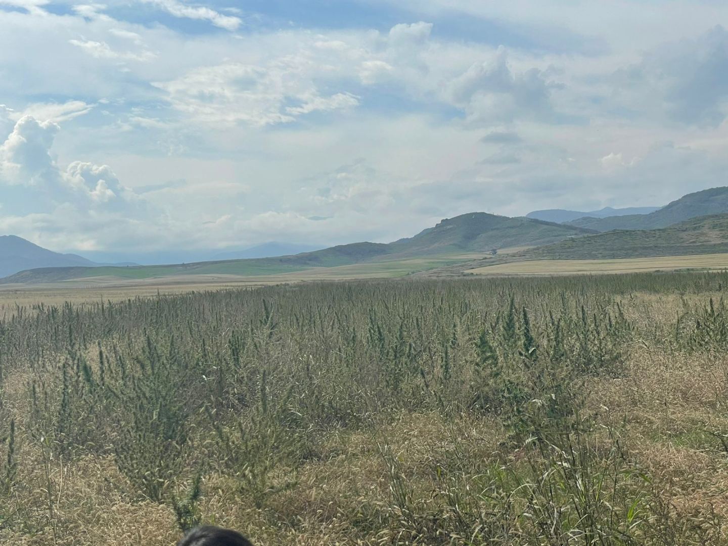 Xocalıda 100 hektardan artıq narkotik plantasiyası aşkarlandı - FOTO/VİDEO