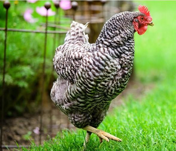 Азербайджан ограничил импорт птицы из этой страны