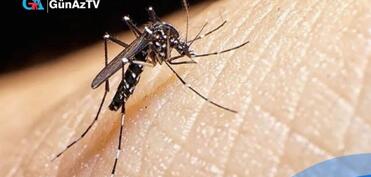 Aedes ağcaqanadı Şərqi Azərbaycana da çatdı - Epidemiyanın yayılma təhlükəsi var