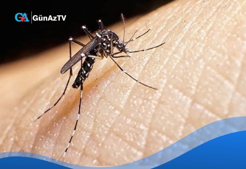 Aedes ağcaqanadı Şərqi Azərbaycana da çatdı - Epidemiyanın yayılma təhlükəsi var