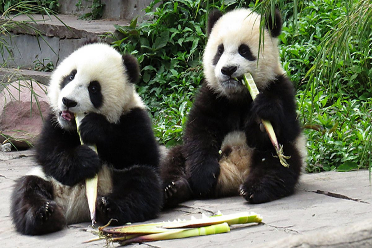 Finlandiyadakı zoopark maliyyə çətinlikləri səbəbindən iki pandanı Çinə qaytaracaq