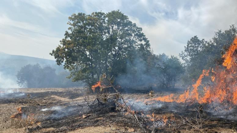 Mərsində meşə yanğını qorxusu