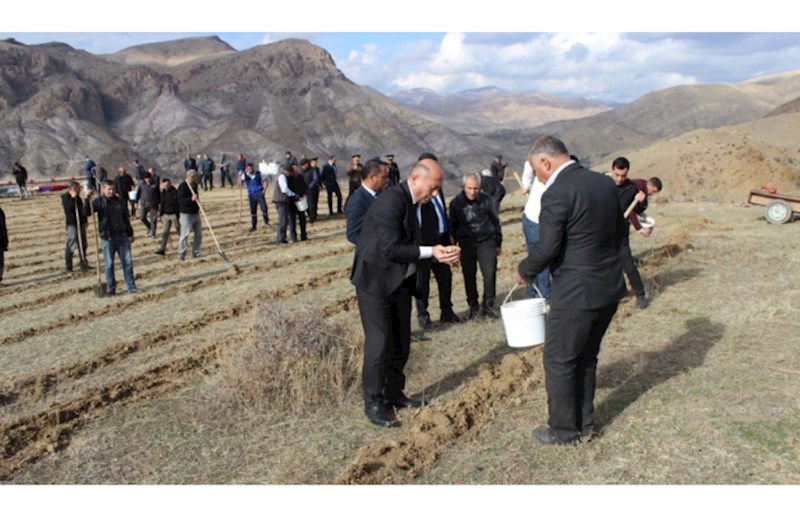 COP29 çərçivəsində Ordubadın Tivi kəndində meşəcinsli ağacların toxumlarının əkini aparılıb -FOTO