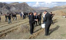 COP29 çərçivəsində Ordubadın Tivi kəndində meşəcinsli ağacların toxumlarının əkini aparılıb -FOTO