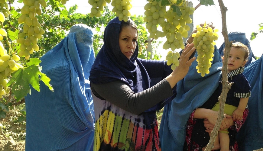 Müharibədən sonrakı Azərbaycan: Mina sahələrindən üzüm bağlarına dönüşüm