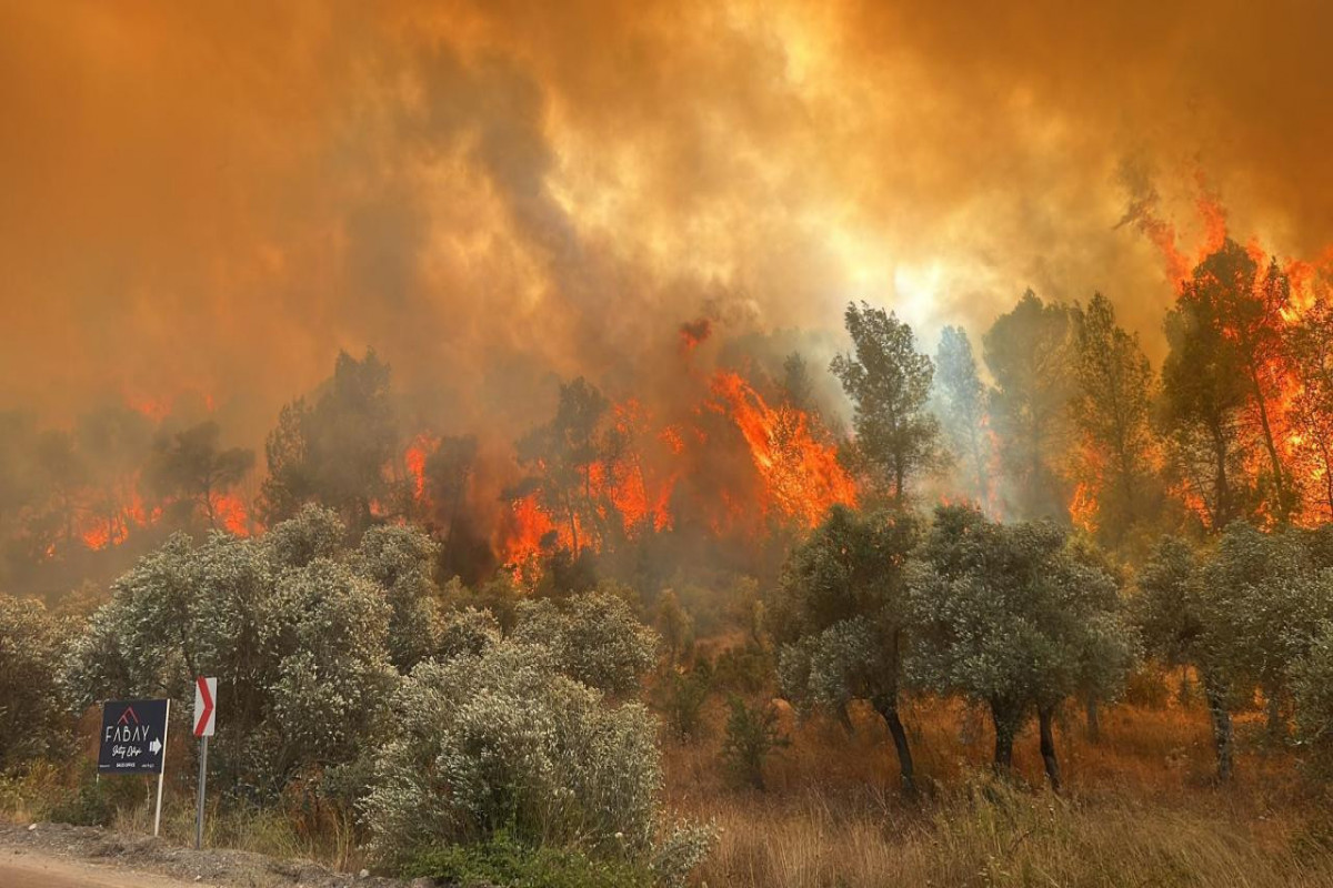 Los-Ancelesdə yeni meşə yanğını yayılmağa başlayıb