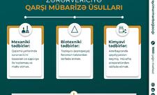 Qəhvəyi mərmər bağacığı və bu zərərverici ilə mübarizə tədbirləri