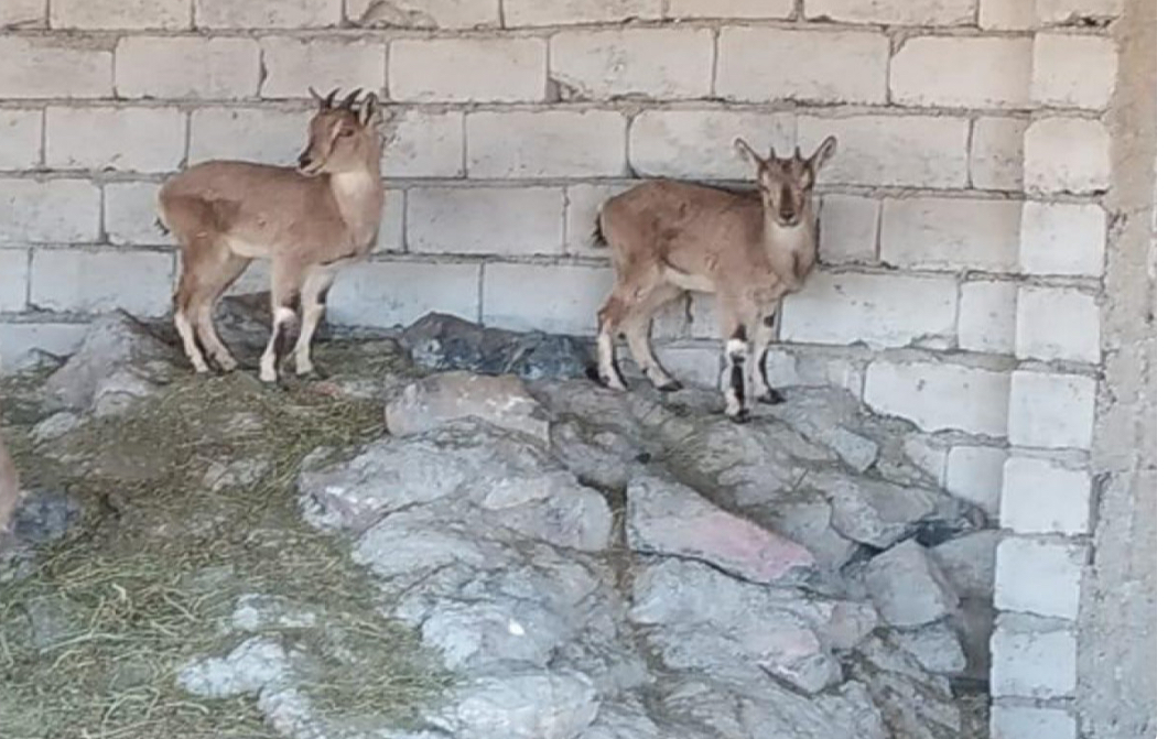 Naxçıvanda ovçu saxlanılıb, fermasında dağ keçiləri aşkarlanıb