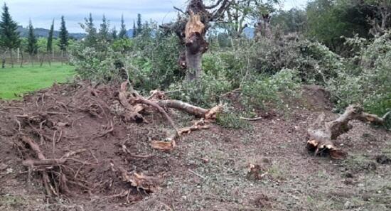 Son bir həftədə təbiətə 81 780 manat ziyan dəyib