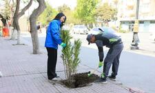Paytaxtda zədələnən ağacların yerinə yeni ağaclar əkilir