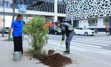 Paytaxtda zədələnən ağacların yerinə yeni ağaclar əkilir