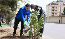 Paytaxtda zədələnən ağacların yerinə yeni ağaclar əkilir