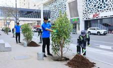 Paytaxtda zədələnən ağacların yerinə yeni ağaclar əkilir
