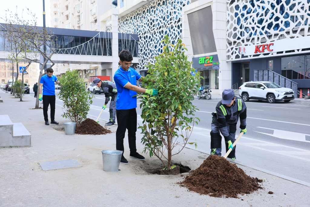 Paytaxtda zədələnən ağacların yerinə yeni ağaclar əkilir