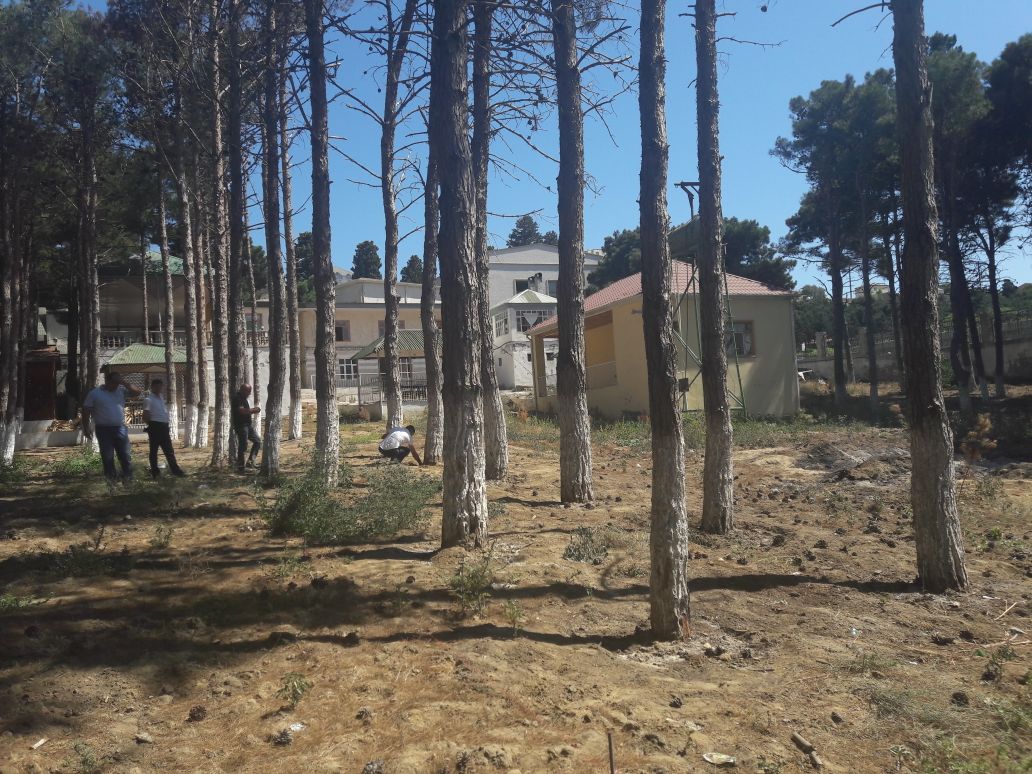 Bakıda ağaclar kəsildi: təbiətə 30 minlik ziyan dəydi