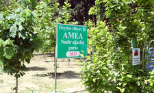 AMEA-da təmizlik və yaşıllaşdırma günləri davam edir